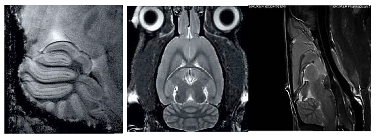 神經(jīng)結(jié)構(gòu).png 神經(jīng)結(jié)構(gòu).png